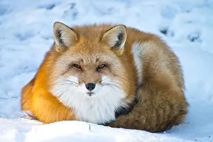 <b class=qtipBold><figcaption>Red Fox</figcaption></b><br>This is a photograph of a Red Fox laying down in the snow. There is a bluish tint to the snow in the shadows.<br><em>© Copyright 2012 Michael Cummings</em> Red Fox