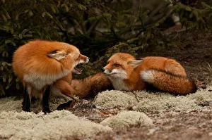 <b class=qtipBold><figcaption>Red Fox Dispute</figcaption></b><br>Two Red Foxes seem to be having a dispute. One is not happy with the other bring close.<br><em>© Copyright 2015</em> Red Fox Dispute