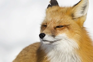 <b class=qtipBold><figcaption>Red Fox Grinning</figcaption></b><br>A red fox grins as he peers around the snowy landscape in Jackson Hole, Wyoming.<br><em>© 2016 Chase Dekker Wild-Life Images</em> Red Fox Grinning