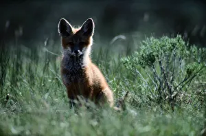 <b class=qtipBold><figcaption>Red fox kit (Vulpes vulpes)</figcaption></b><br><em>© This content is subject to copyright.</em> Red fox kit (Vulpes vulpes)