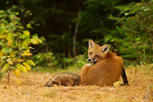 <b class=qtipBold><figcaption>Red fox looks back</figcaption></b><br><em>© Jim Cumming</em> Red fox looks back