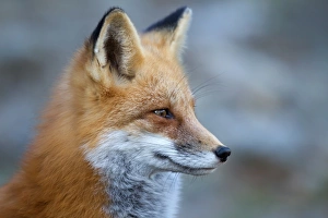 <b class=qtipBold><figcaption>Red Fox Profile</figcaption></b><br><em>© Jim Cumming</em> Red Fox Profile