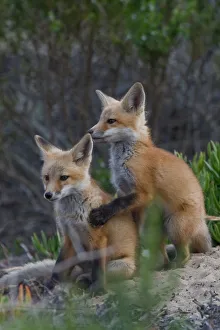 <b class=qtipBold><figcaption>Red Fox Pups Morro Bay, CA</figcaption></b><br>Pair of cute Red Fox Pups mammals, embracing each other, in Morro Bay, CA. Vulpes vulpes<br><em>© © 2008 Michael L. Baird</em> Red Fox Pups Morro Bay, CA