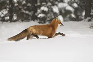<b class=qtipBold><figcaption>Red Fox Trotting In The Snow</figcaption></b><br>A Red Fox is trotting through fresh winter snow.<br><em>© Copyright 2016</em> Red Fox Trotting In The Snow