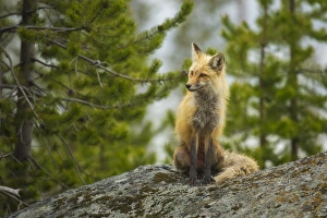Red Fox Vixen Red Fox Vixen