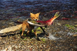 Red Fox -Vulpes vulpes- with a caught salmon, Kurile Lake, Kamchatka Peninsula, Russia Red Fox -Vulpes vulpes- with a caught salmon, Kurile Lake, Kamchatka Peninsula, Russia