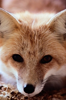 <b class=qtipBold><figcaption>Red fox (Vulpes vulpes), CLOSE-UP</figcaption></b><br><em>© This content is subject to copyright.</em> Red fox (Vulpes vulpes), CLOSE-UP