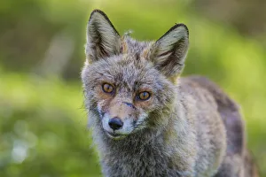 Red fox -Vulpes vulpes-, Monfraguee, UNESCO Biosphere reserve, Extremadura, Spain Red fox -Vulpes vulpes-, Monfraguee, UNESCO Biosphere reserve, Extremadura, Spain