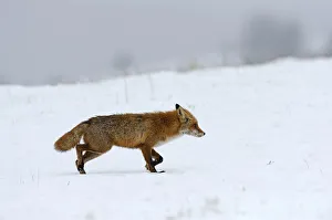 Red Fox -Vulpes vulpes-, during the rut season in February, Sinite Kamani Nature Park, Bulgaria, Europe Red Fox -Vulpes vulpes-, during the rut season in February, Sinite Kamani Nature Park, Bulgaria, Europe