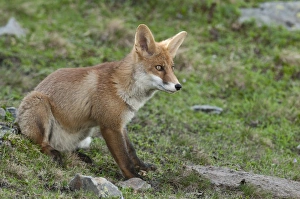 Red Fox -Vulpes vulpes- sitting on an alpine meadow, Tyrolean Unterland, Tyrol, Austria Red Fox -Vulpes vulpes- sitting on an alpine meadow, Tyrolean Unterland, Tyrol, Austria