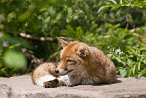 Red fox (Vulpes vulpes), Wildpark Pforzheim zoo, Baden-Wuerttemberg, Germany, Europe Red fox (Vulpes vulpes), Wildpark Pforzheim zoo, Baden-Wuerttemberg, Germany, Europe