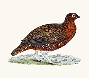 <b class=qtipBold><figcaption>Red grouse bird</figcaption></b><br>A photograph of an original hand-colored engraving from The History of British Birds by Morris published in 1853-1891.<br><em>© mashuk</em> Red grouse bird