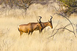 Red hartebeest, -Alcelaphus buselaphus- in dry grass, Etosha National Park, Namibia Red hartebeest, -Alcelaphus buselaphus- in dry grass, Etosha National Park, Namibia