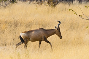 Red hartebeest, -Alcelaphus buselaphus- walking through the dry grass Red hartebeest, -Alcelaphus buselaphus- walking through the dry grass