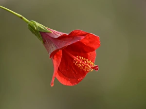 Red hibiscus flower -Hibiscus rosa-sinensis-, Stuttgart, Baden-Wurttemberg, Germany Red hibiscus flower -Hibiscus rosa-sinensis-, Stuttgart, Baden-Wurttemberg, Germany