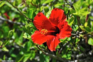 Red Hibiscus flower -Hibiscus-, Windhoek, Namibia Red Hibiscus flower -Hibiscus-, Windhoek, Namibia