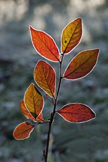Red Honeysuckle -Lonicera xylosteum-, branch with a light covering of hoarfrost Red Honeysuckle -Lonicera xylosteum-, branch with a light covering of hoarfrost