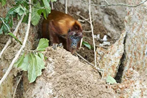 Red Howler Monkey -Alouatta seniculus- eating clay at a clay lick, Tambopata Nature Reserve Red Howler Monkey -Alouatta seniculus- eating clay at a clay lick, Tambopata Nature Reserve