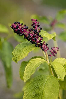 Thuringen Gallery: Red-ink Plant or Indian Pokeweed -Phytolacca acinosa-, infructescence, Thuringia, Germany