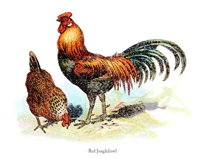 Red junglefowl chicken chromolithography 1882 Red junglefowl chicken chromolithography 1882