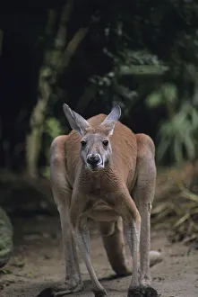 Red kangaroo (Macropus rufus) standing on all four, Australia Red kangaroo (Macropus rufus) standing on all four, Australia