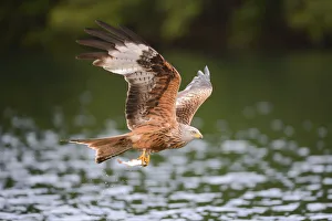 Red Kite -Milvus milvus- flying with prey across a lake, Mecklenburg-Western Pomerania Red Kite -Milvus milvus- flying with prey across a lake, Mecklenburg-Western Pomerania