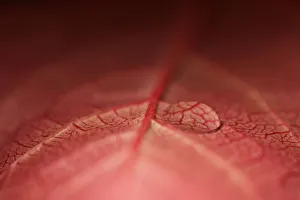 <b class=qtipBold><figcaption>Red Leaf with Water Droplets</figcaption></b><br>A close up photograph of a red Virginia Creeper leaf with water droplets on.<br><em>© © Simon Gakhar</em> Red Leaf with Water Droplets