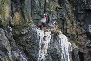 Red-legged cormorant -Phalacrocorax gaimardi- on nest, Coquimbo Region, Chile Red-legged cormorant -Phalacrocorax gaimardi- on nest, Coquimbo Region, Chile