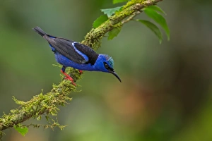<b class=qtipBold><figcaption>Red-legged Honeycreeper</figcaption></b><br>A male Red-legged Honeycreeper posing on a perch in Costa Rican rainforest.<br><em>© 2014 Phoo Chan</em> Red-legged Honeycreeper