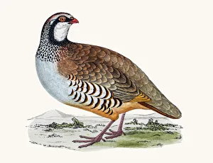 <b class=qtipBold><figcaption>Red-legged partridge</figcaption></b><br>A photograph of an original hand-colored engraving from The History of British Birds by Morris published in 1853-1891.<br><em>© mashuk</em> Red-legged partridge