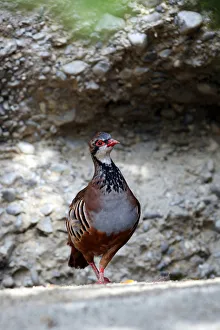 Nature wildlife/dieter hopf/red legged partridge alectoris rufa Nature wildlife/dieter hopf/red legged partridge alectoris rufa