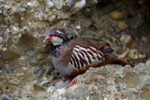 Red-legged Partridge (Alectoris rufa), Alpine Zoo Innsbruck, Tyrol, Austria, Europe Red-legged Partridge (Alectoris rufa), Alpine Zoo Innsbruck, Tyrol, Austria, Europe
