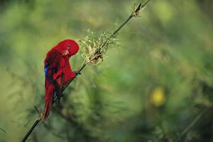 Images Dated 13th February 2006: Red lory (Eos bornea) sitting on branch, preening feathers, Moluccas, close-up