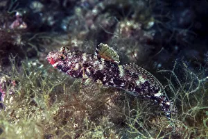 Red-mouthed goby -Gobius cruentatus-, Mediterranean Sea, Croatia Red-mouthed goby -Gobius cruentatus-, Mediterranean Sea, Croatia
