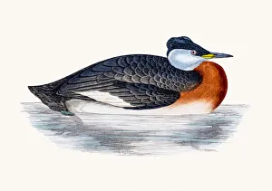 <b class=qtipBold><figcaption>Red Necked Grebe</figcaption></b><br>A photograph of an original hand-colored engraving from The History of British Birds by Morris published in 1853-1891.<br><em>© mashuk</em> Red Necked Grebe