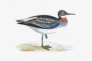 Digital vision vectors/bird lithographs/red necked phalarope migratory shorebird breeding Digital vision vectors/bird lithographs/red necked phalarope migratory shorebird breeding