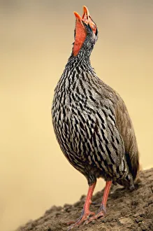 Red-necked Spurfowl, Tarangire NP, Tanzania Red-necked Spurfowl, Tarangire NP, Tanzania