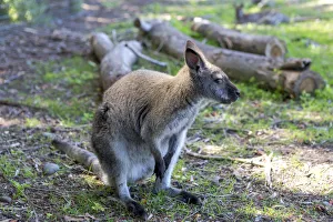 Red-necked Wallaby -Macropus rufogriseus-, Northwood, Christchurch, Canterbury Region, New Zealand Red-necked Wallaby -Macropus rufogriseus-, Northwood, Christchurch, Canterbury Region, New Zealand