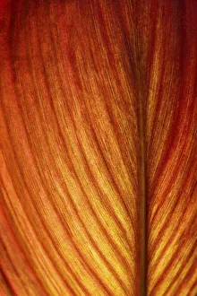 Red-orange coloured leaf in backlight, leaf structure, detail Red-orange coloured leaf in backlight, leaf structure, detail