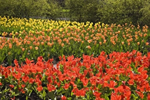 Red, orange and yellow tulip beds in a public garden at springtime, Old Terrebonne, Quebec, Lanaudiere, Canada Red, orange and yellow tulip beds in a public garden at springtime, Old Terrebonne, Quebec, Lanaudiere, Canada