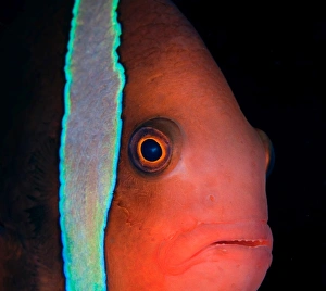 <b class=qtipBold><figcaption>Red partrait</figcaption></b><br>Red anemone-fish portrait. Underwater. Nature.<br><em>© Andrey Narchuk</em> Red partrait