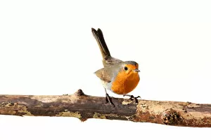 European Robin Gallery: Red robin on a branch
