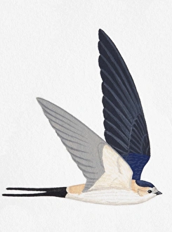 Red-rumped Swallow (Hirundo daurica), adult Red-rumped Swallow (Hirundo daurica), adult