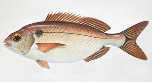 Red Seabream, Pagellus bogaraveo, side view Red Seabream, Pagellus bogaraveo, side view