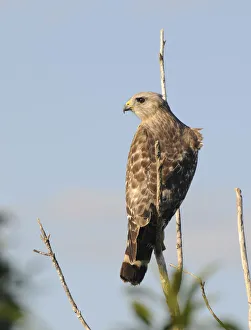 Red-shouldered hawk, Buteo lineatus, with wind ruffling feathers. Everglades National Park, Florida, USA Red-shouldered hawk, Buteo lineatus, with wind ruffling feathers. Everglades National Park, Florida, USA