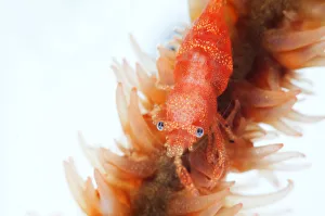 <b class=qtipBold><figcaption>Red shrimp</figcaption></b><br>Super-macro. Underwater. whip coral. Back light<br><em>© Andrey Narchuk</em> Red shrimp