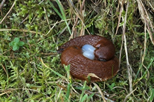 Red Slugs -Arion rufus-, mating with a sperm packet, Hungary, Europe Red Slugs -Arion rufus-, mating with a sperm packet, Hungary, Europe