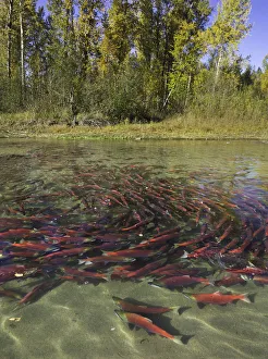 Red Sockeye salmon in eddy and resting, Canada Red Sockeye salmon in eddy and resting, Canada