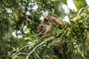 <b class=qtipBold><figcaption>Red Squirrel</figcaption></b><br>A Red Squirrel is eating White Cedar seeds.<br><em>© COPYRIGHT 2016</em> Red Squirrel