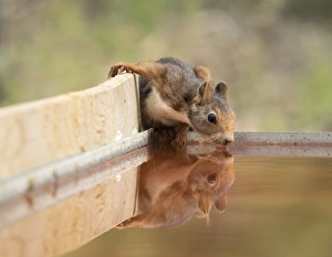 Red Squirrel, drinking water with his reflected head Red Squirrel, drinking water with his reflected head